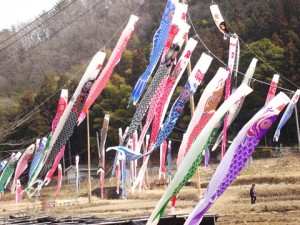 2008koinobori_b