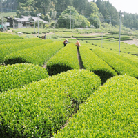 箕輪・袋田・鷲の巣山ハイキングコース