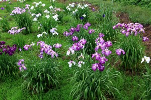 芦野倉花菖蒲園まつり3