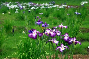 芦野倉花菖蒲園まつり3