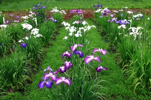 芦野倉花菖蒲園まつり4