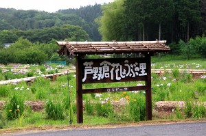 芦野倉花菖蒲園まつり1