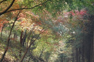 八溝山コース