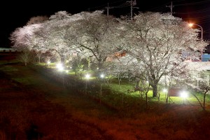 平成27年4月4日撮影