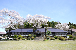 旧上岡小学校の桜