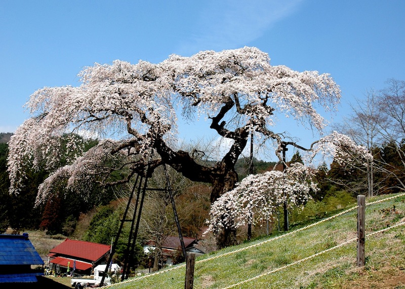 外大野しだれ桜