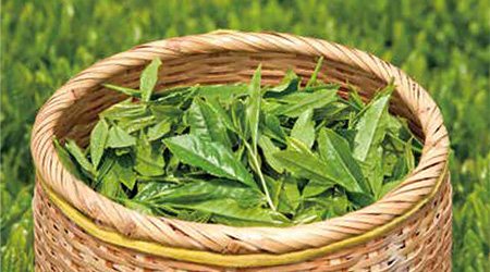 奥久慈茶イメージ