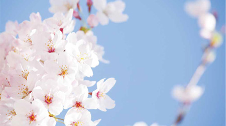 桜イメージ