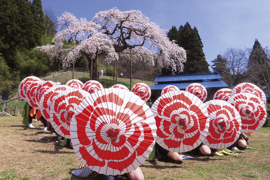 外大野のしだれ桜 大子町観光協会