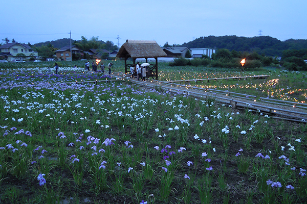 花しょうぶ祭り