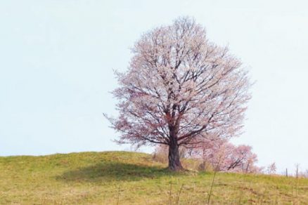 ふれあい牧場の桜