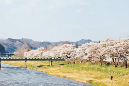 久慈川桜並木