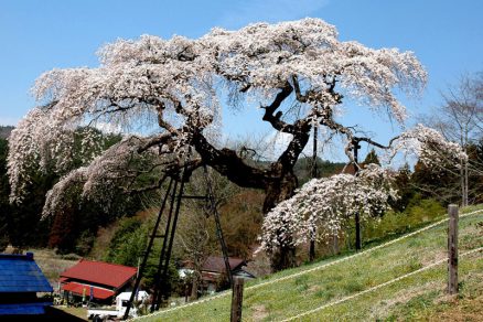 外大野しだれ桜