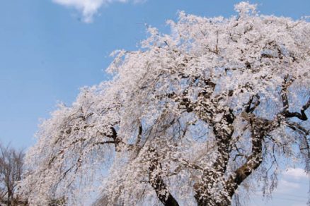 上岡のしだれ桜