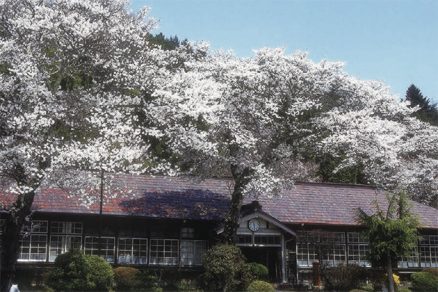旧上岡小学校の桜