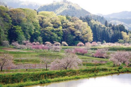 相川のぼたん桜