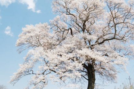 上岡のエドヒガン桜