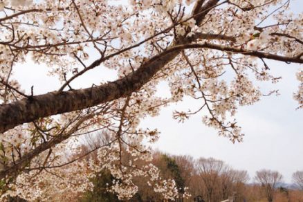 奥久慈憩い森の桜