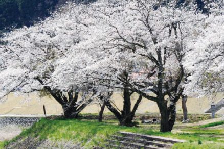 湯の里公園の桜