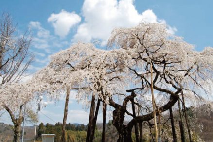 小生瀬地蔵桜