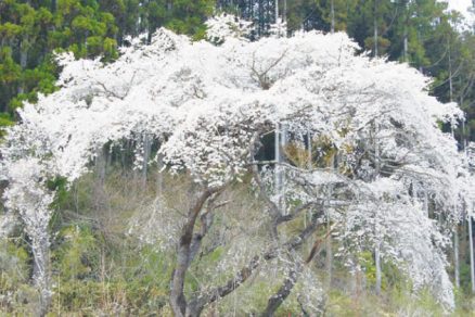 相川のしだれ桜