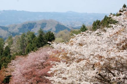 沓掛峠の山桜群