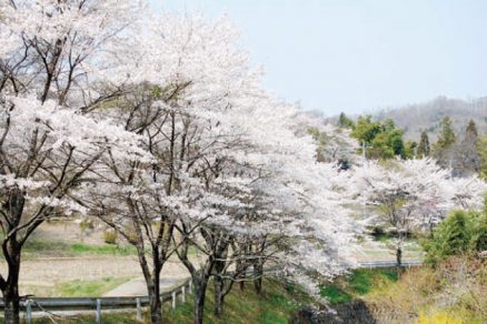 相川桜並木