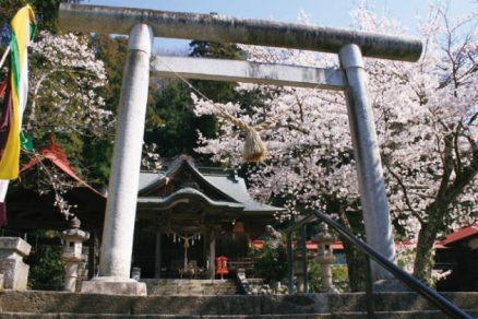 十二所神社の桜