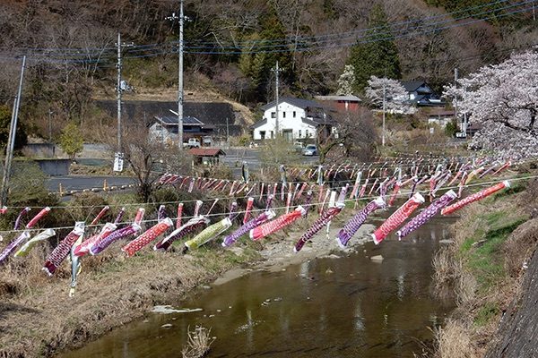 滝川のかわいい鯉のぼり