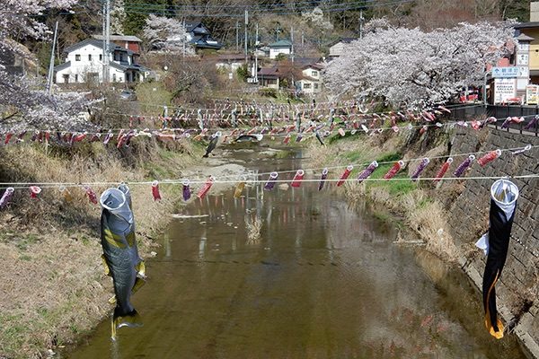 滝川のかわいい鯉のぼり