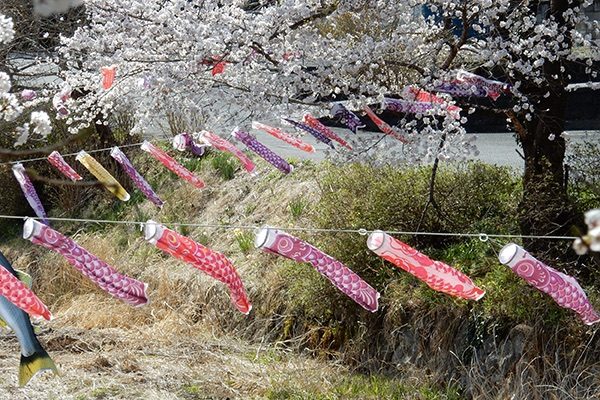 滝川のかわいい鯉のぼり