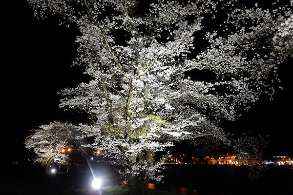 桜ライトアップ