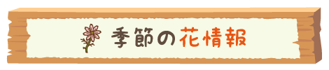まんきつ秋_花情報