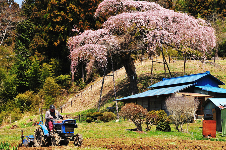 外大野のしだれ桜