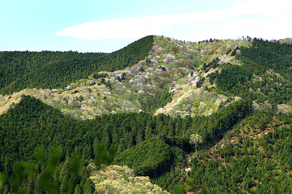 八溝山